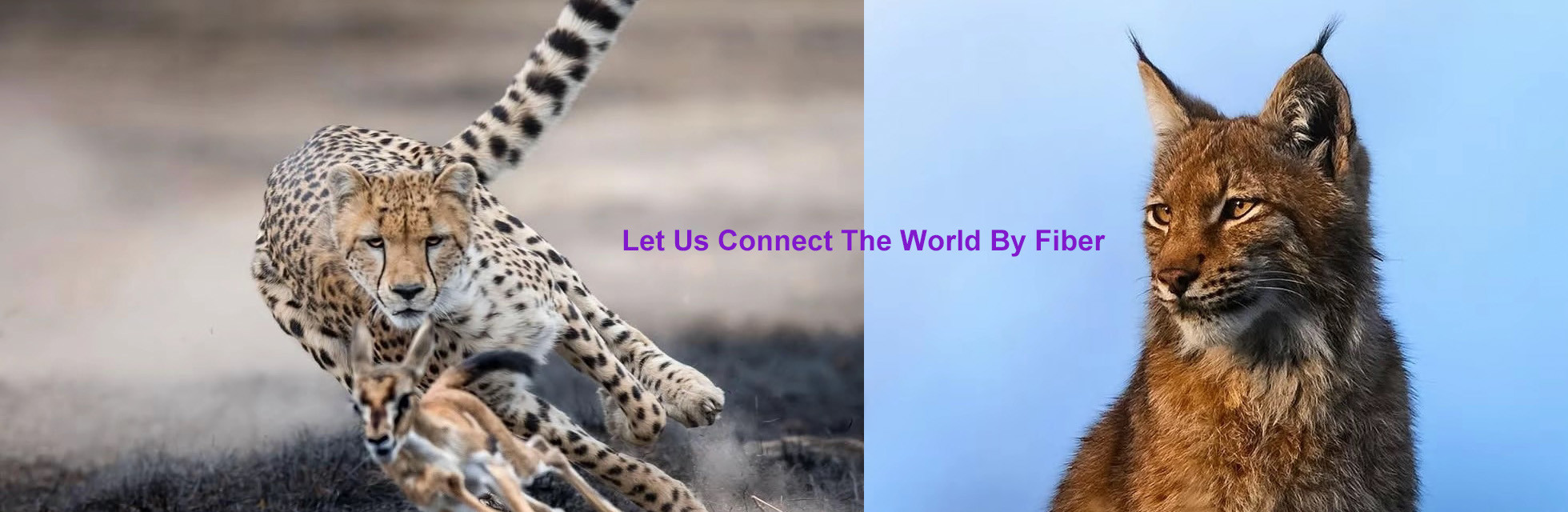 качество Волоконно-оптические Коробка распределения фабрика